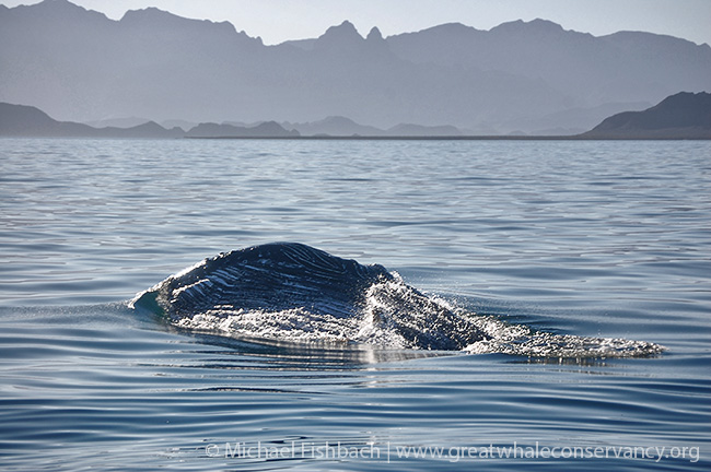 humpback whale feeding in winter, sea of cortez