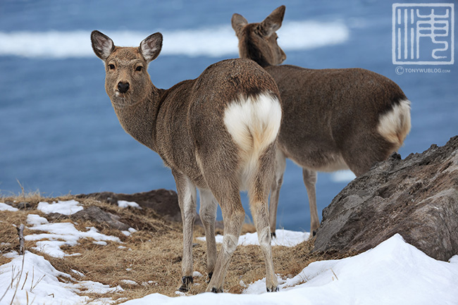 japanese spotted deer