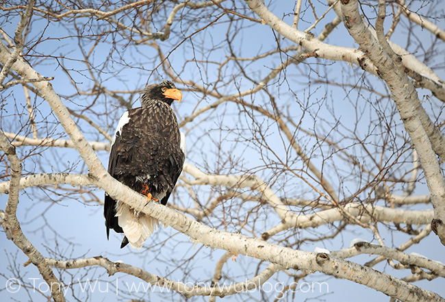 Steller's sea eagle, Haliaeetus pelagicus