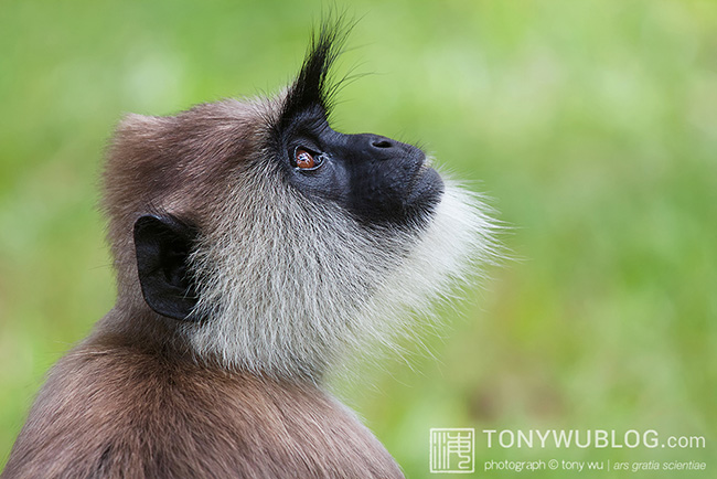 Tufted Grey Langur | Semnopithecus priam