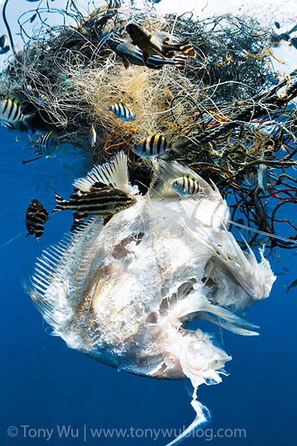 dead fish entangled in fishing net