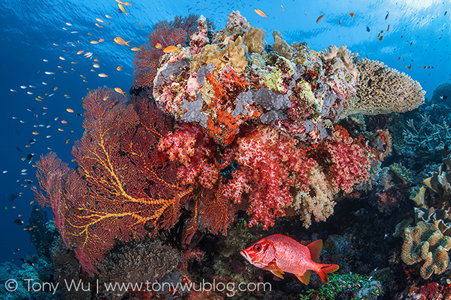 Sabre Squirrelfish and Vibrant Coral Reef