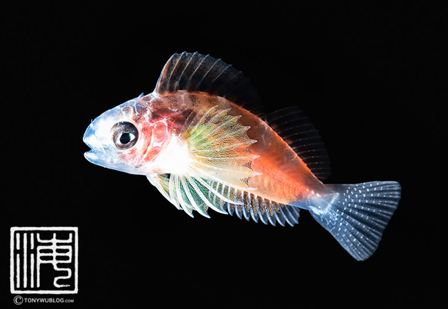 larval leopard blenny Exallias brevis, blackwater diving Palau