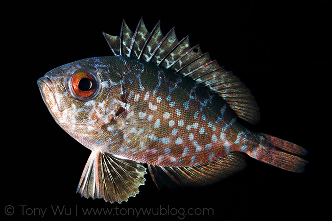 juvenile heteropriacanthus cruentatus bigeye