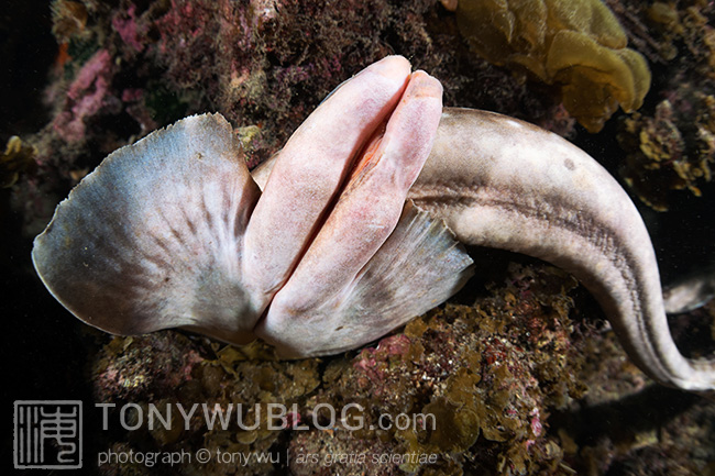 Whitespotted bamboo shark (Chiloscyllium plagiosum) claspers