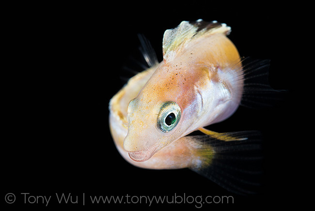 Juvenile combtooth blenny Aspidontus sp. Palau