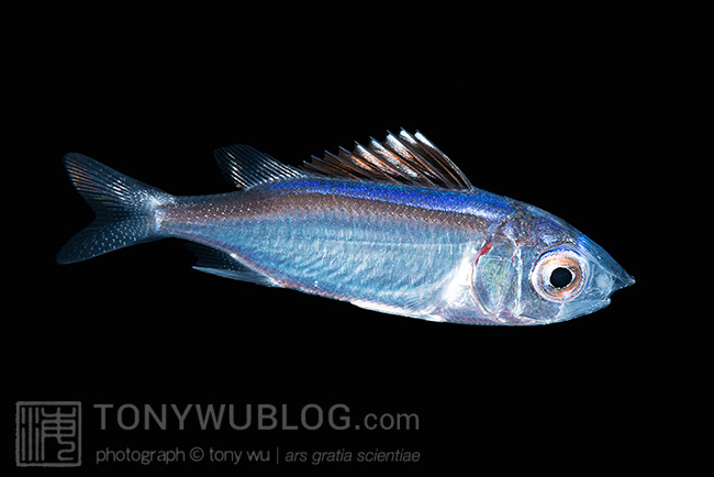 juvenile squirrelfish Sargocentron sp. | Palau