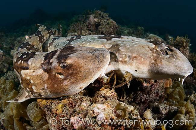 Whitespotted bamboo shark (Chiloscyllium plagiosum) courtship