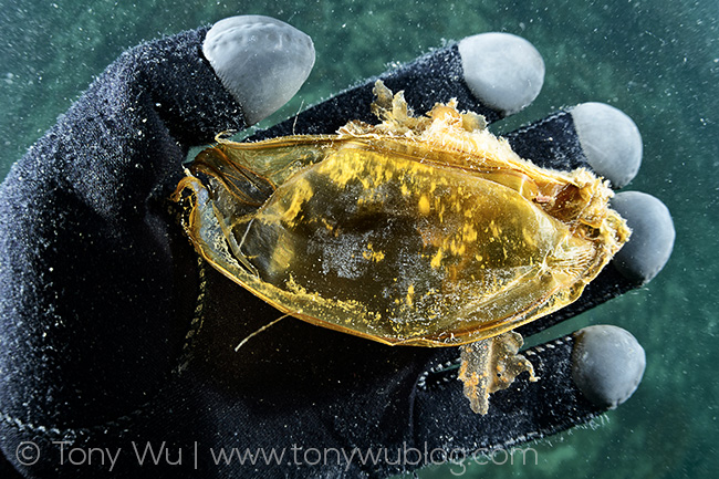 Whitespotted bamboo shark (Chiloscyllium plagiosum) egg sac