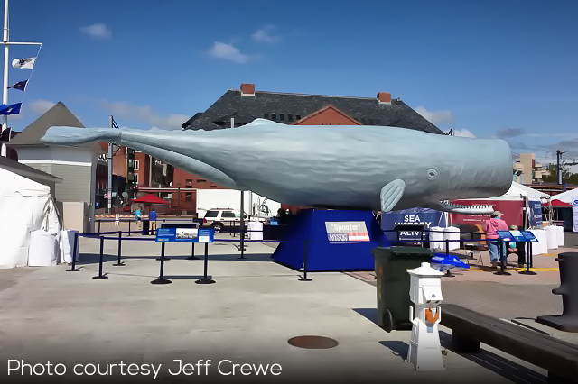 inflatable sperm whale, charles morgan, mystic seaport