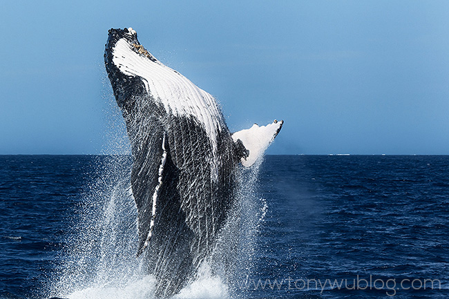 humpback whale breaching, tonga