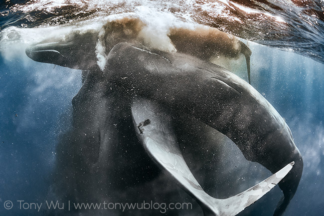 sperm whales defecating while socializing