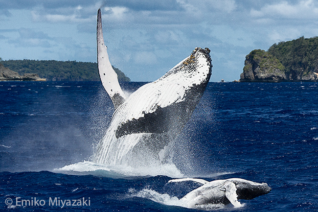 humpback whale breaching mother and calf, tonga