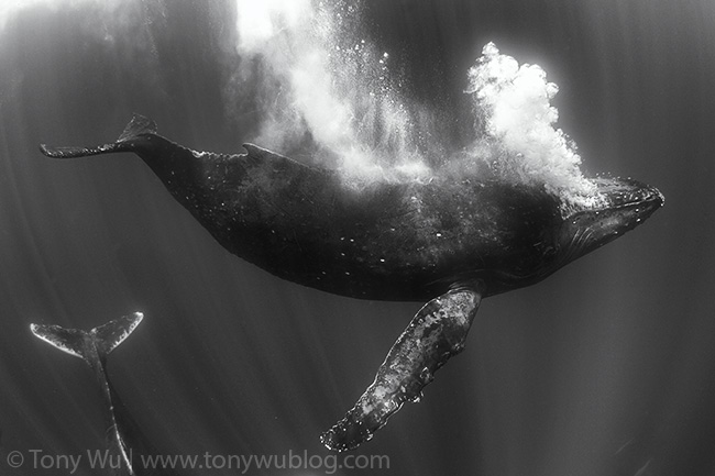 big humpback whale blowing bubbles, tonga
