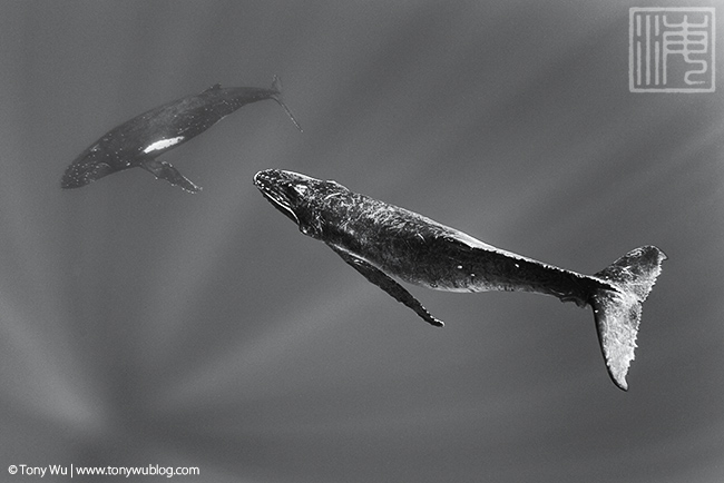 humpback whale calf and mother, tonga