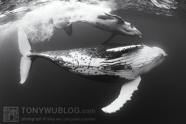 humpback whale female with calf, tonga