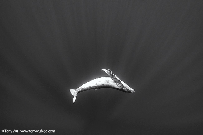 humpback whale calf, tonga