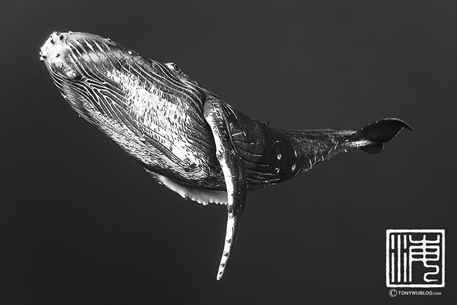 humpback whale calf, Tonga