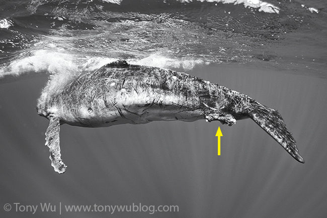 injured humpback whale calf, tonga