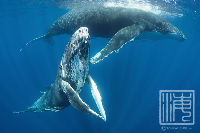 humpback whale calf with its mother, tonga