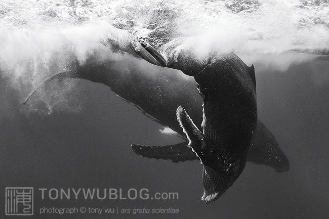 humpback whale calf playing, tonga