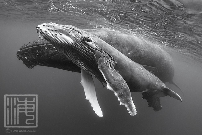 humpback whale calf and mother, tonga