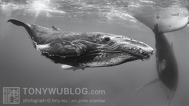 humpback whale calf, tonga