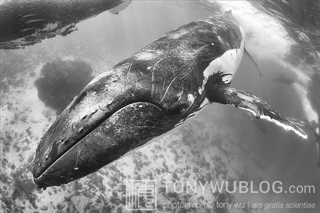 humpback whale escort, tonga