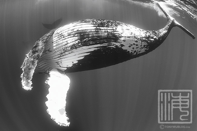 female humpback whale, tonga