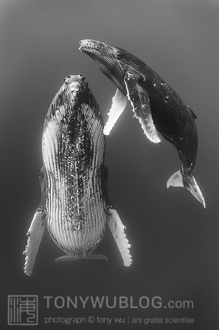 humpback whale female and calf, tonga