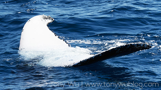 humpback whale fluke, tonga