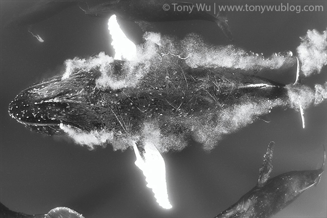 humpback whale blowing bubbles, tonga