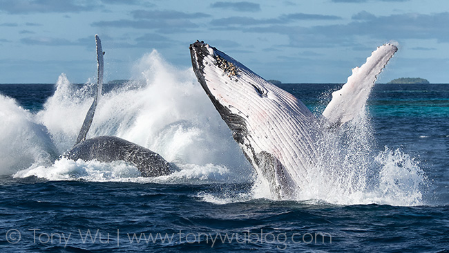 two humpback whales breaching, tonga