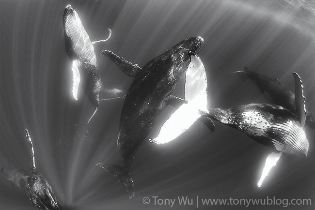 humpback whale heat run, tonga