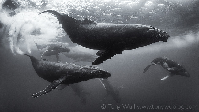 humpback whale competitive group heat run