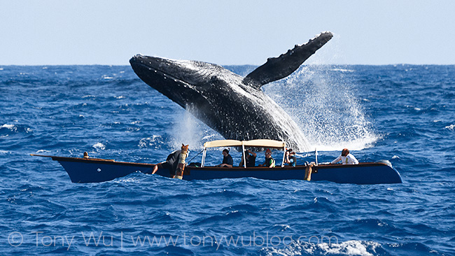 humpback whale breaching