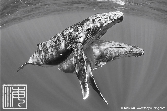 humpback whale female and calf, tonga