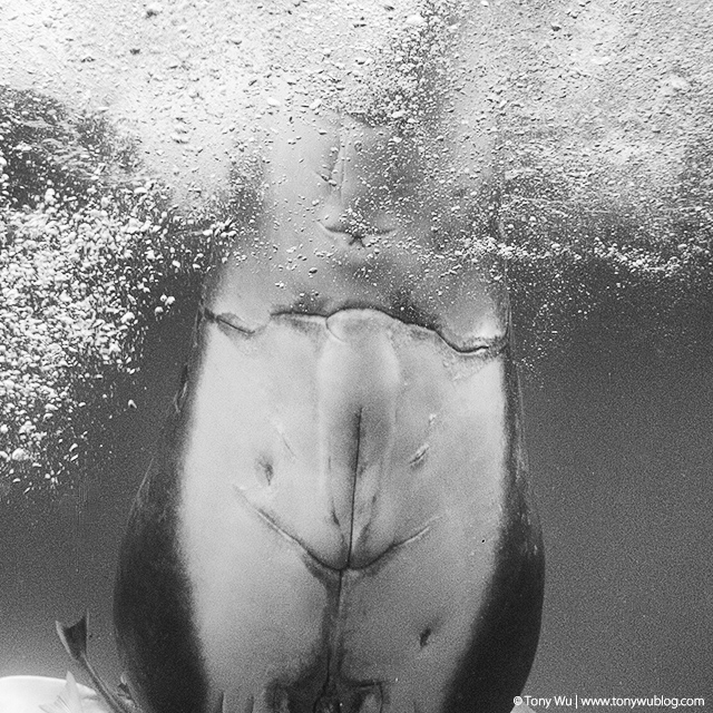 injured humpback whale calf, tonga