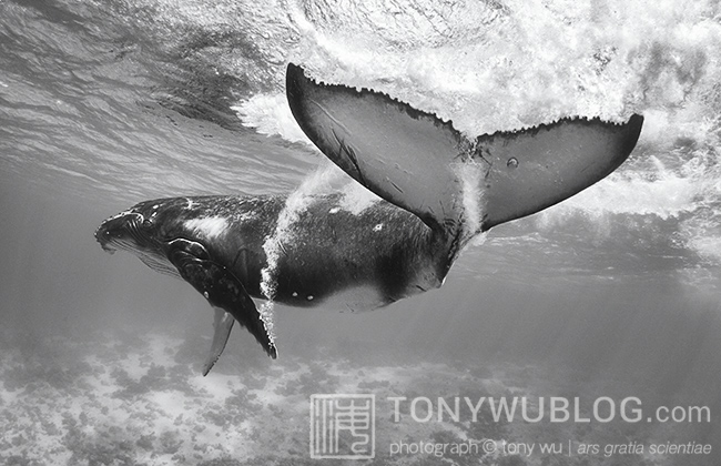 humpback whale calf playing, tonga