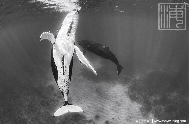 humpback whale courtship, tonga