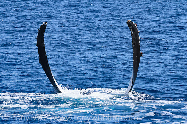 female humpback whale pectoral fins