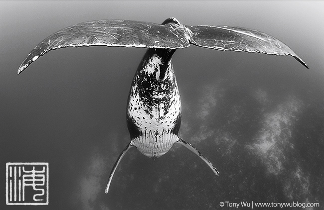 humpback whale singer, tonga