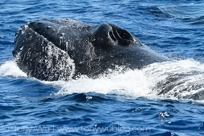 male humpback whale in heat run, tonga