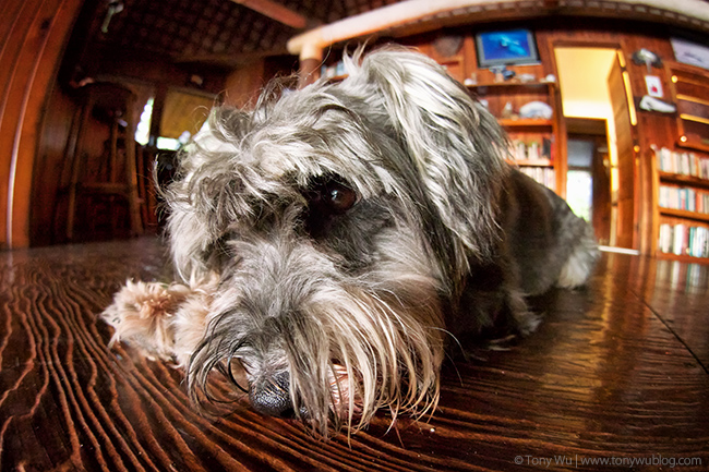 Otto at Mounu Island Resort, Tonga