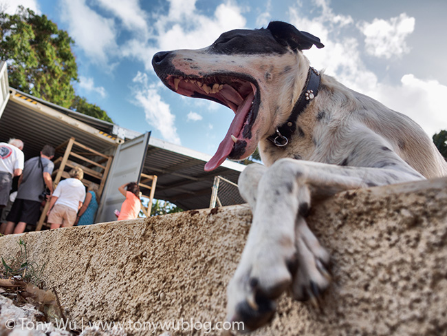 Spot the dog, Vavau Villa, Tonga