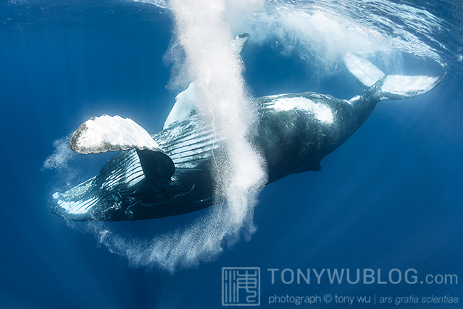 first ever sighting of humpback whale in sri lanka