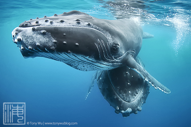 humpback whale calf with mother