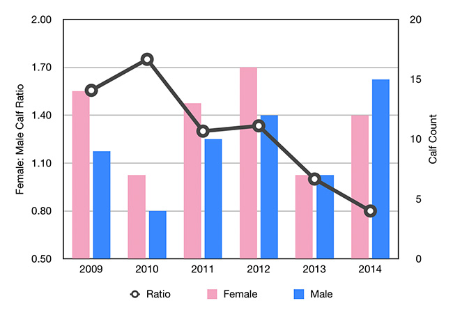 humpback whale calf gender profile, tonga