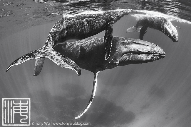 humpback whale female, calf, escort in tonga