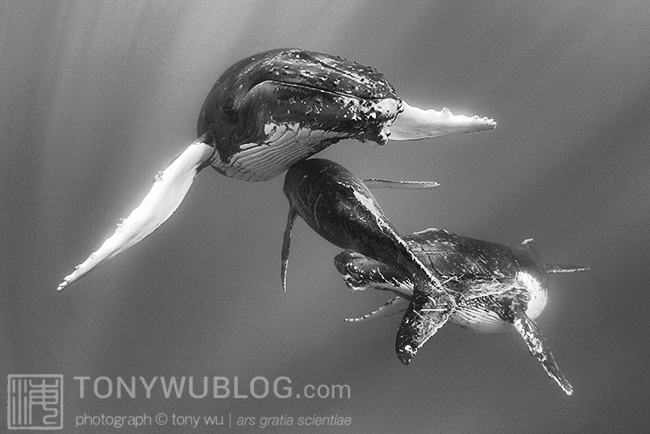 resting humpback whales, tonga